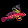 Ruby Red Dragonet (Synchiropus sycorax) – Strictly Fish & Corals Miami
