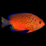 Rusty Angelfish (Centropyge ferrugata) – Strictly Fish & Corals Miami