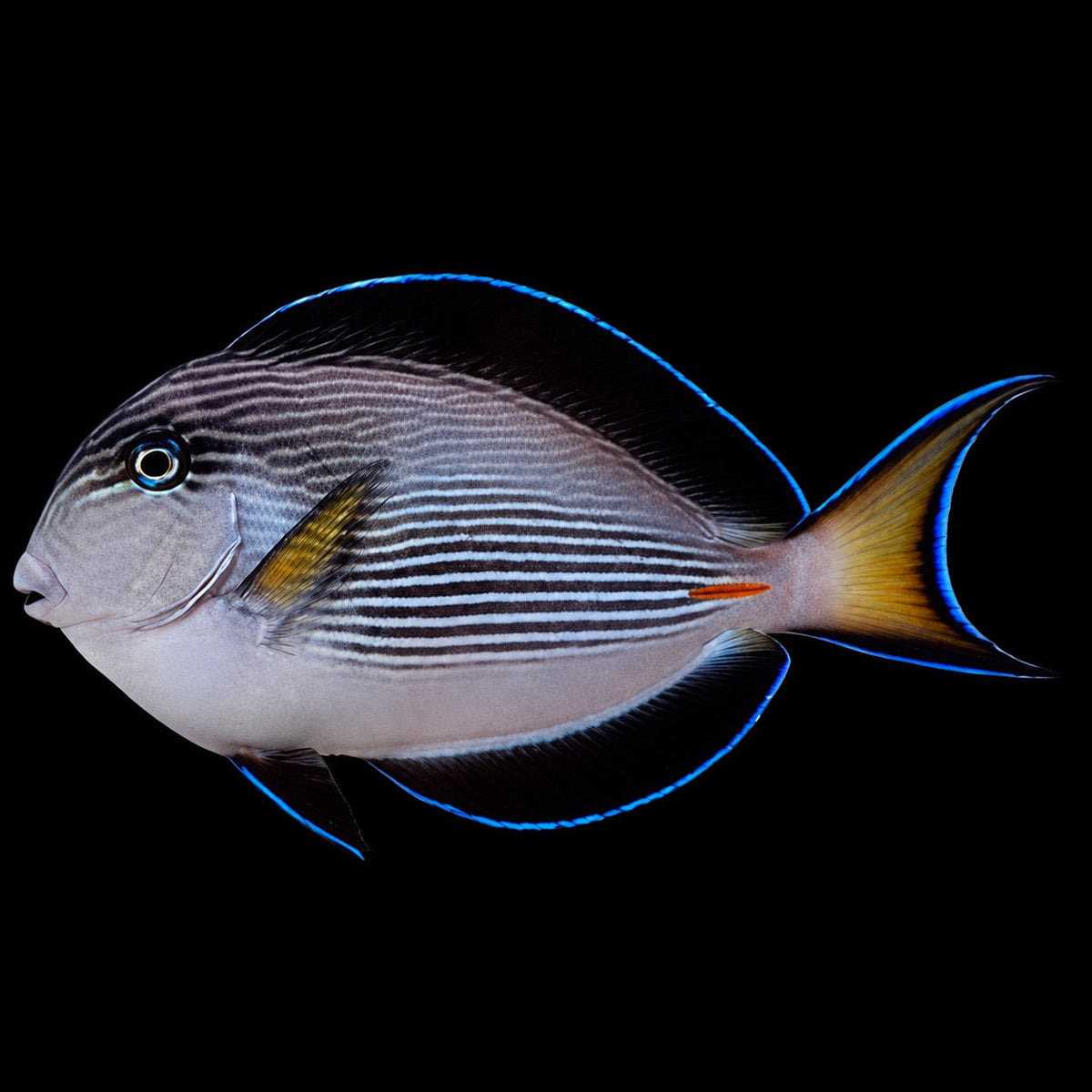 Sohal Tang (Acanthurus sohal) – Strictly Fish & Corals Miami