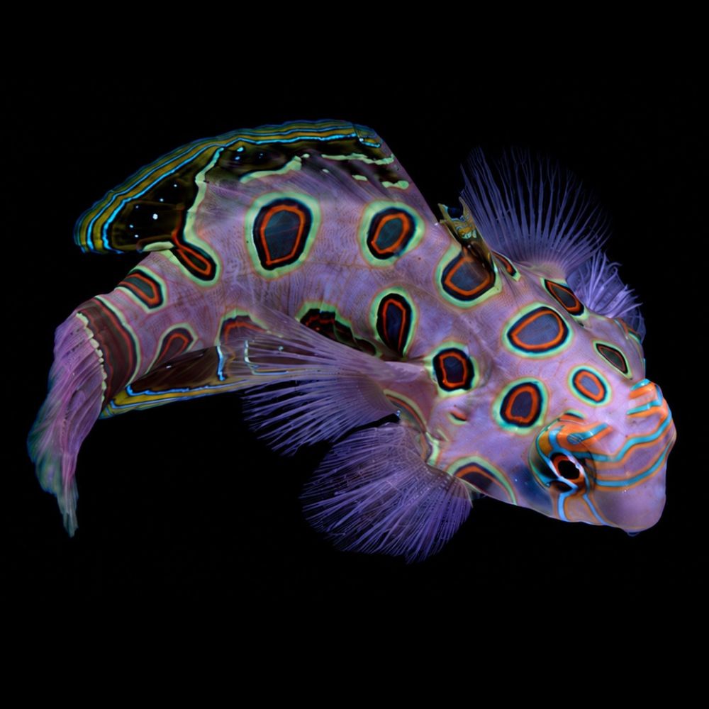 Spotted Mandarin (Synchiropus picturatus)