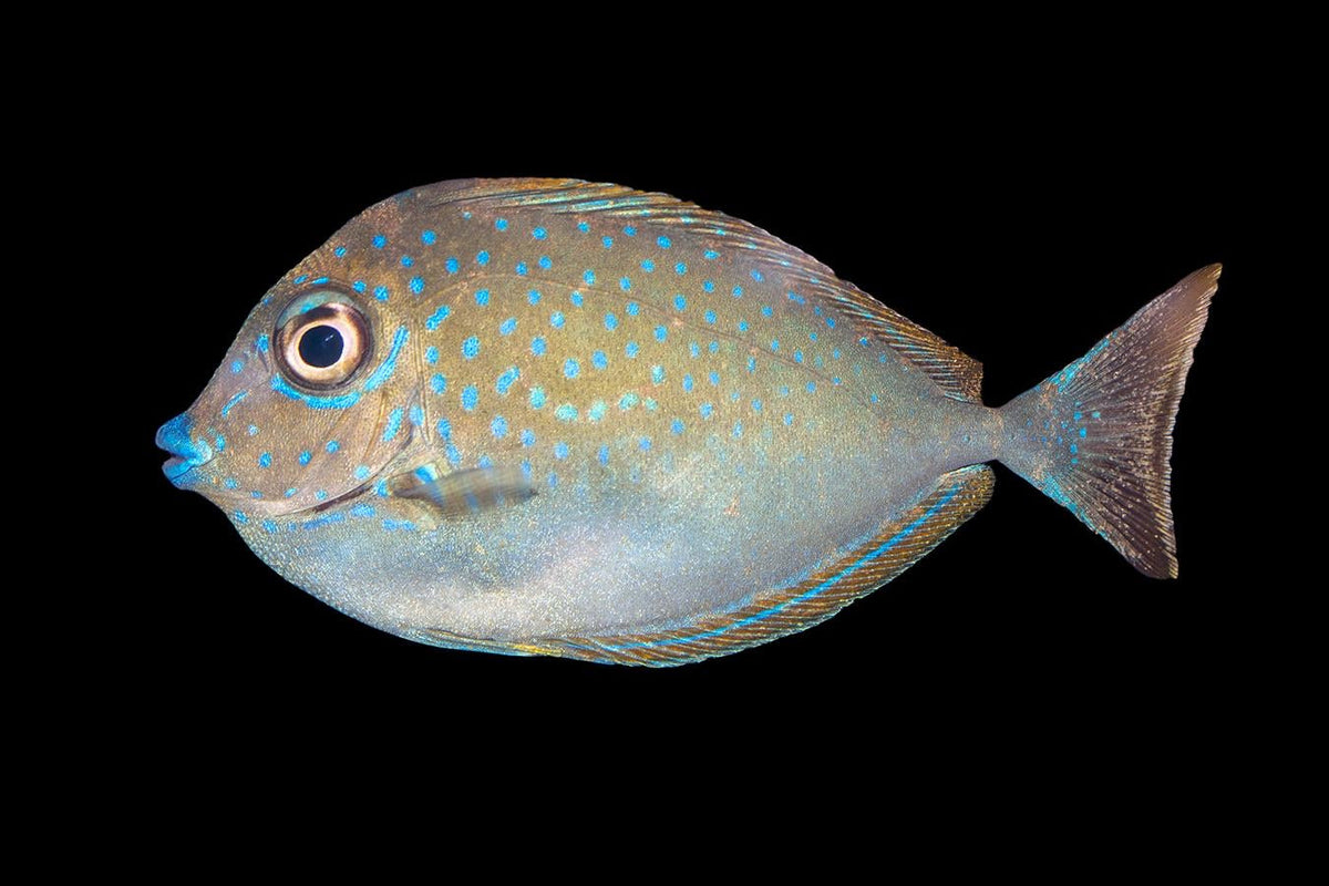 Vlamingi Tang (Naso vlamingii) – Strictly Fish & Corals Miami