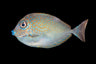 Vlamingi Tang (Naso vlamingii) – Strictly Fish & Corals Miami