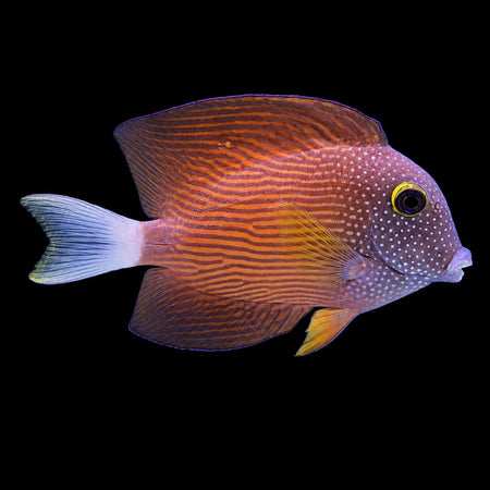 White Tail Bristletooth Tang (Ctenochaetus flavicauda)