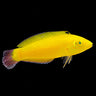Yellow Coris Wrasse (Halichoeres chrysus) – Strictly Fish & Corals Miami