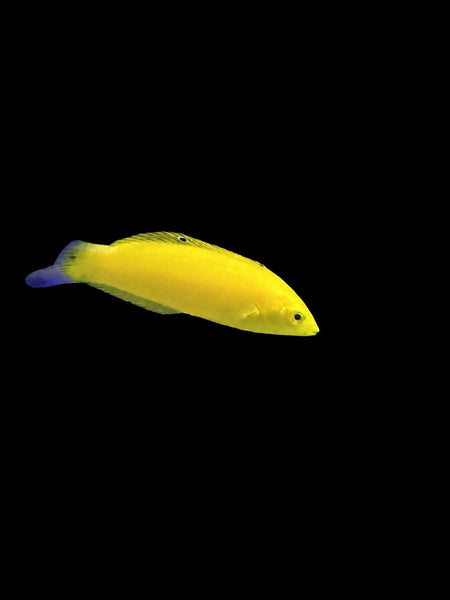 Yellow Coris Wrasse (Halichoeres chrysus) – Strictly Fish & Corals Miami