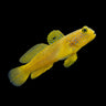 Yellow Watchman Goby (Cryptocentrus cinctus) – Strictly Fish & Corals Miami