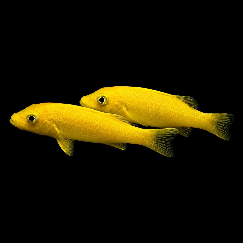Yellow Goatfish (Mulloidichthys martinicus)
