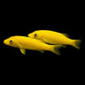 Yellow Goatfish (Mulloidichthys martinicus)
