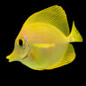 Yellow Tang (Zebrasoma flavescens)