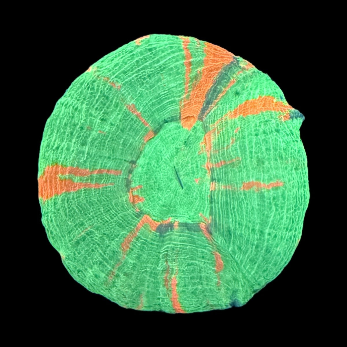 Bleeding Apple Scolymia (Scoly) – Neon Green with Orange Streaks on black background