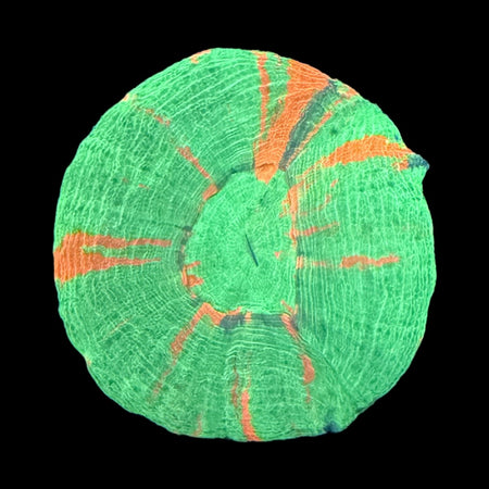 Bleeding Apple Scolymia (Scoly) – Neon Green with Orange Streaks on black background