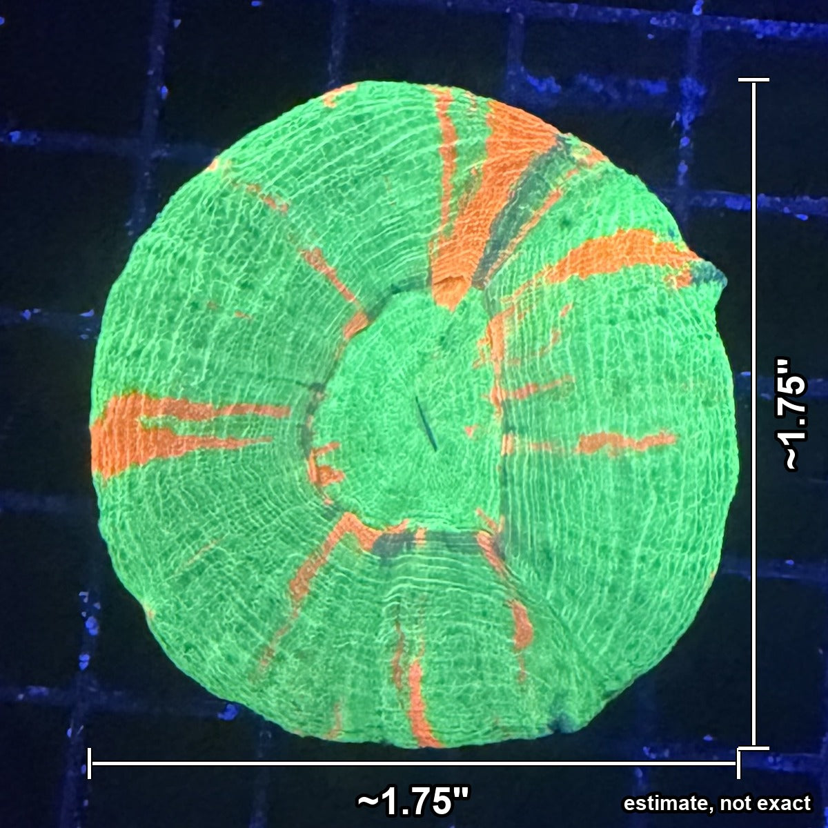 Bleeding Apple Scolymia (Scoly) – Neon Green with Orange Streaks with estimated size