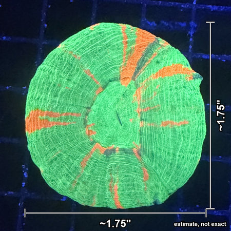 Bleeding Apple Scolymia (Scoly) – Neon Green with Orange Streaks with estimated size