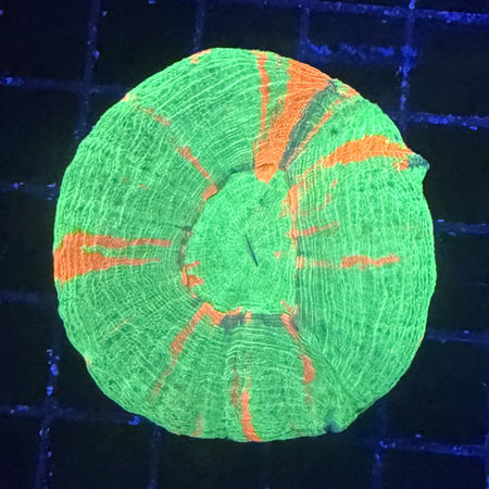 Bleeding Apple Scolymia (Scoly) – Neon Green with Orange Streaks in the store's tank