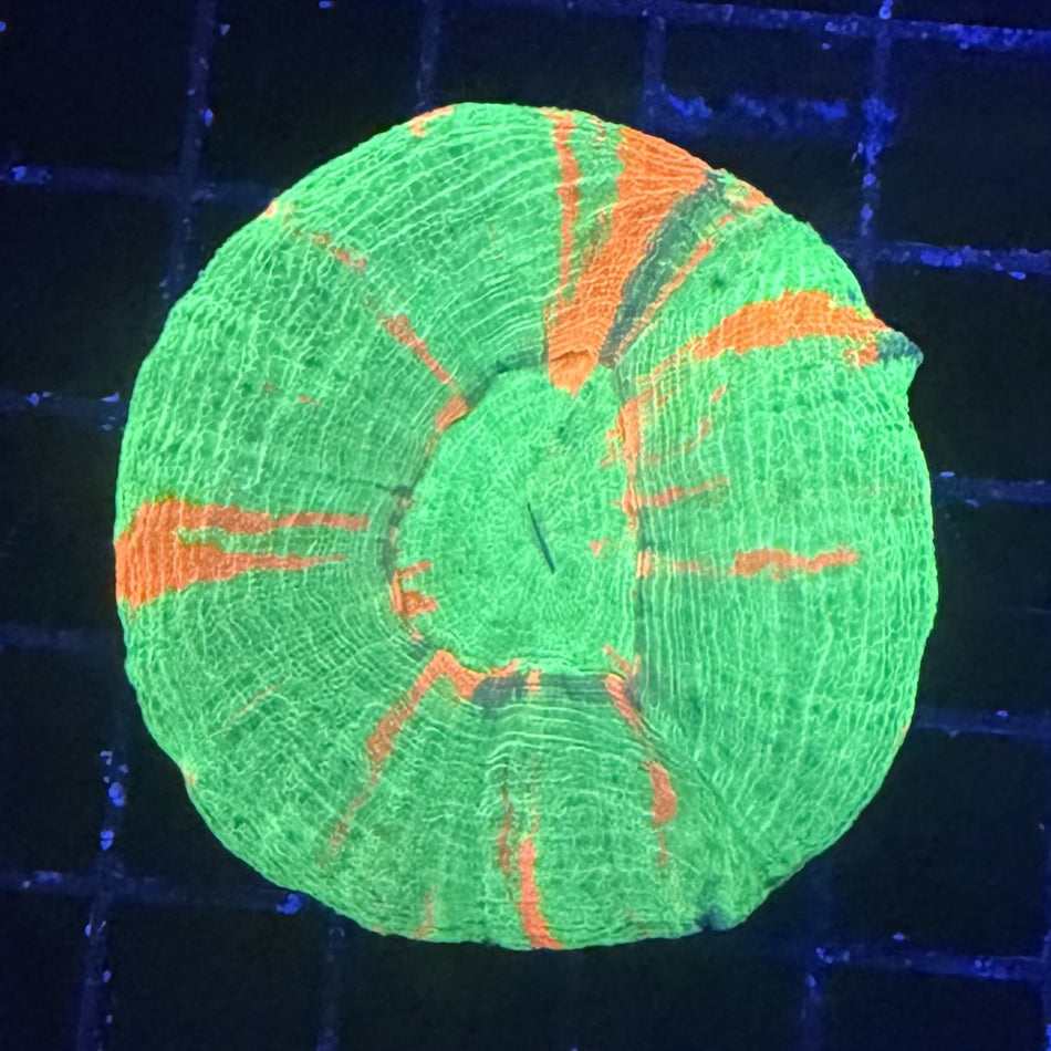 Bleeding Apple Scolymia (Scoly) – Neon Green with Orange Streaks in the store's tank