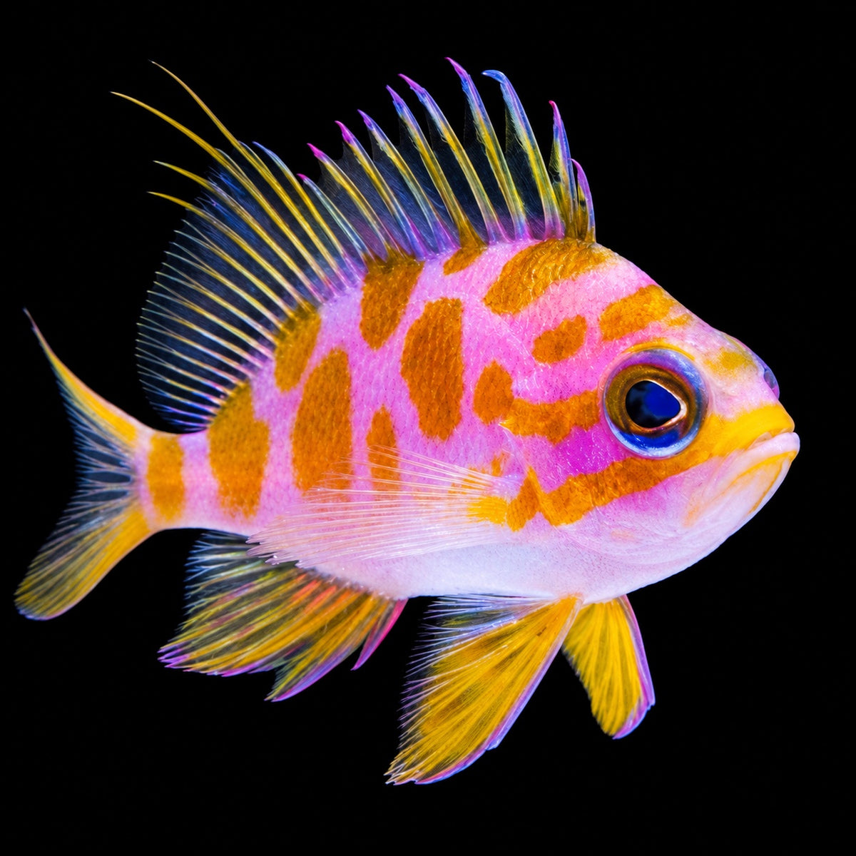 Borbonius Anthias (Odontanthias borbonius) – Strictly Fish & Corals Miami