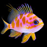 Borbonius Anthias (Odontanthias borbonius) – Strictly Fish & Corals Miami