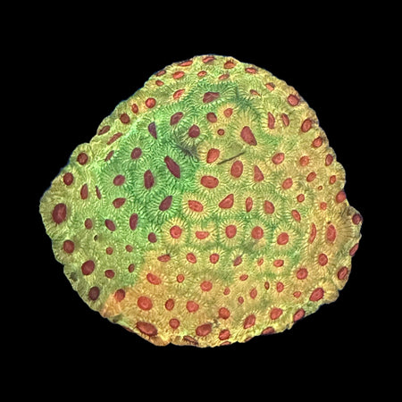 Favia Brain Coral (Candy Corn) – Yellow-Green with Orange-Red Corallites on black background