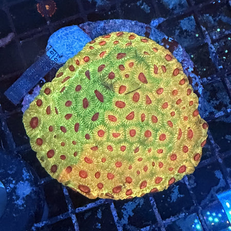 Favia Brain Coral (Candy Corn) – Yellow-Green with Orange-Red Corallites in the store's tank