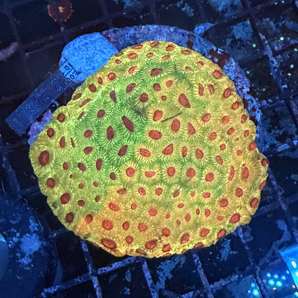 Favia Brain Coral (Candy Corn) – Yellow-Green with Orange-Red Corallites in the store's tank