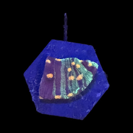 Chalice Coral – Green Striped with Orange Spots on Purple on black background