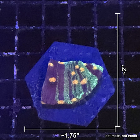 Chalice Coral – Green Striped with Orange Spots on Purple with estimated size