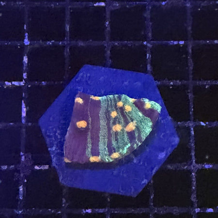 Chalice Coral – Green Striped with Orange Spots on Purple in the store's tank