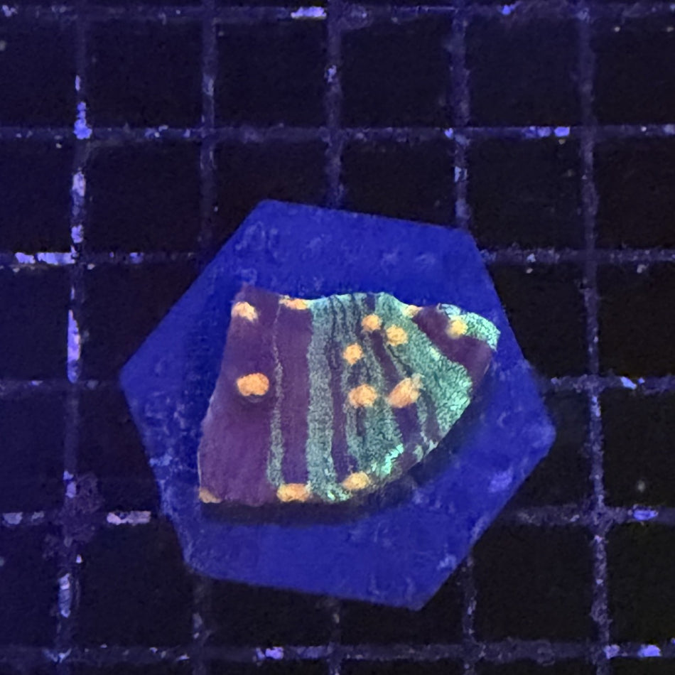 Chalice Coral – Green Striped with Orange Spots on Purple in the store's tank