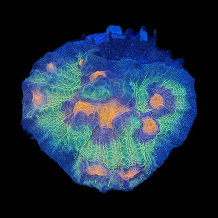 Chalice Coral – Neon Green Walls with Orange & Purple Centers on black background