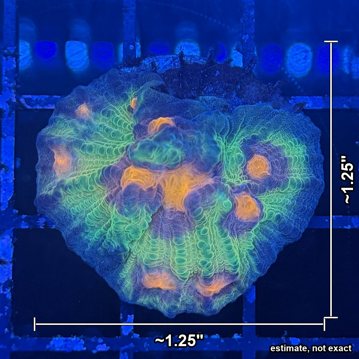 Chalice Coral – Neon Green Walls with Orange & Purple Centers with estimated size