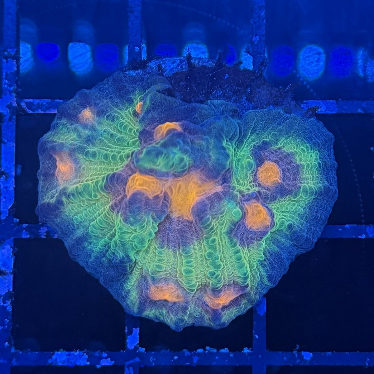Chalice Coral – Neon Green Walls with Orange & Purple Centers in the store's tank