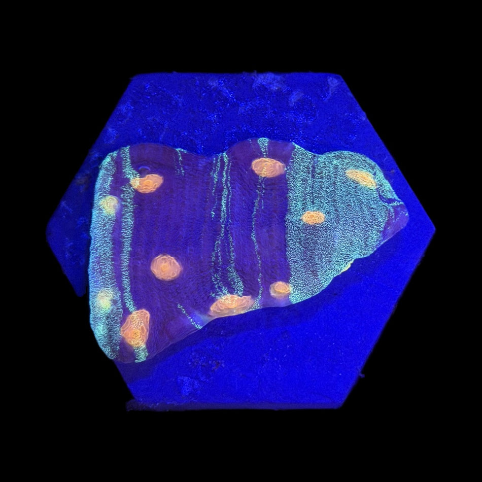 Chalice Coral – Purple Body with Teal Stripes & Orange Spots on black background