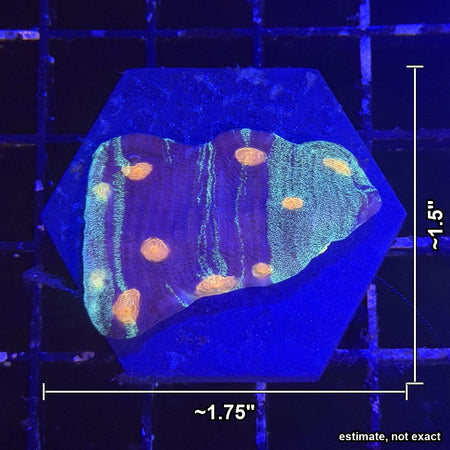 Chalice Coral – Purple Body with Teal Stripes & Orange Spots with estimated size