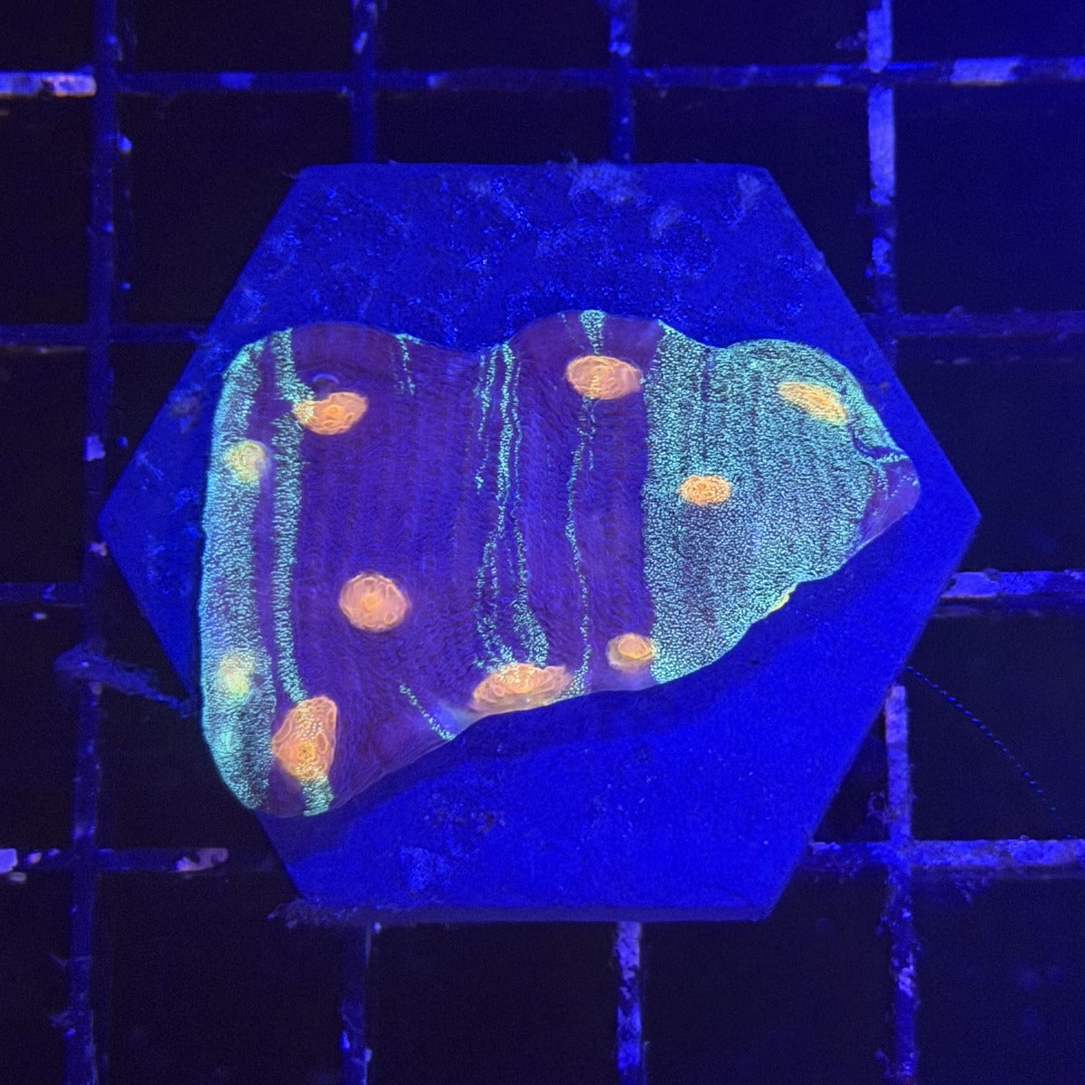 Chalice Coral – Purple Body with Teal Stripes & Orange Spots in the store's tank