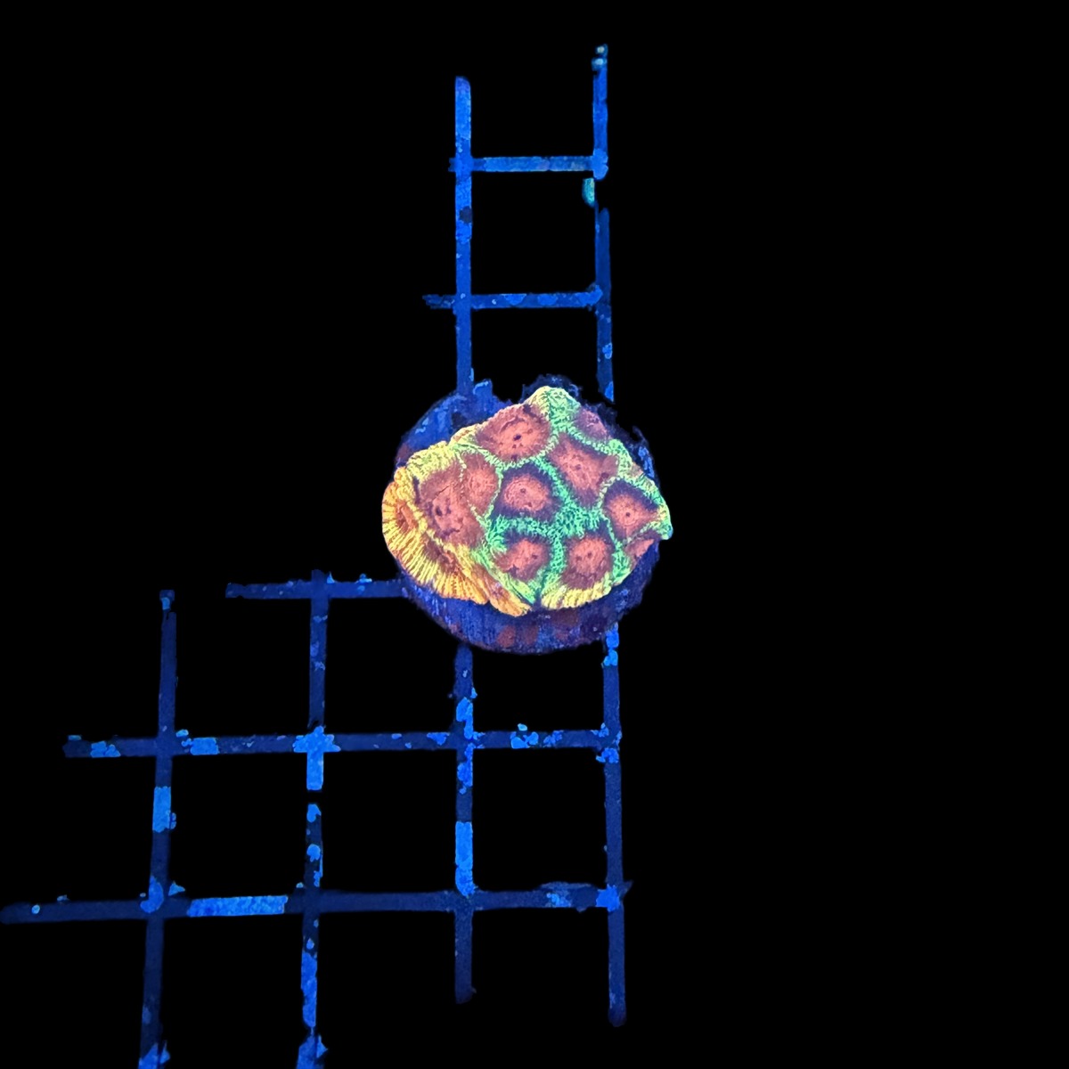 Darth Maul Favia – Red & Orange Centers with Neon Green Walls on black background