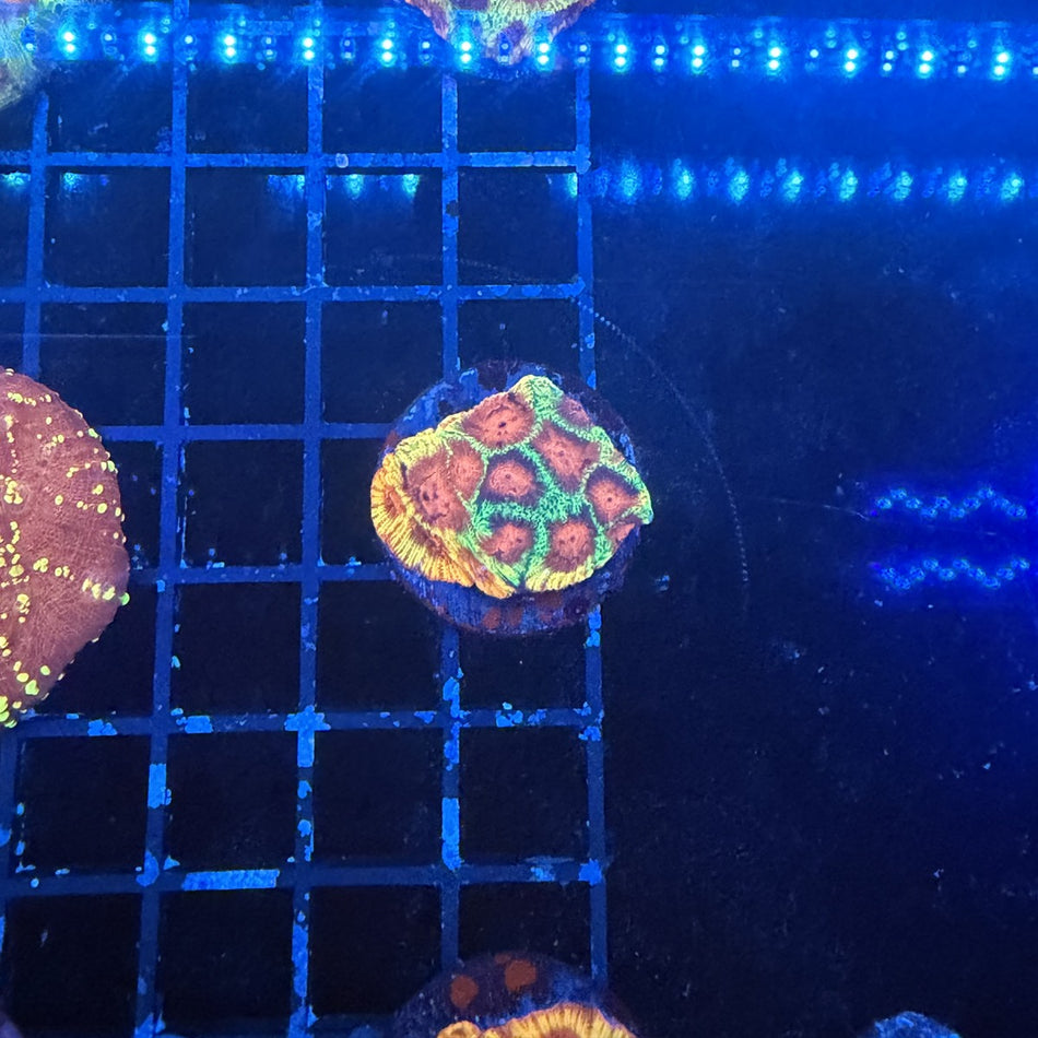 Darth Maul Favia – Red & Orange Centers with Neon Green Walls in the store's tank