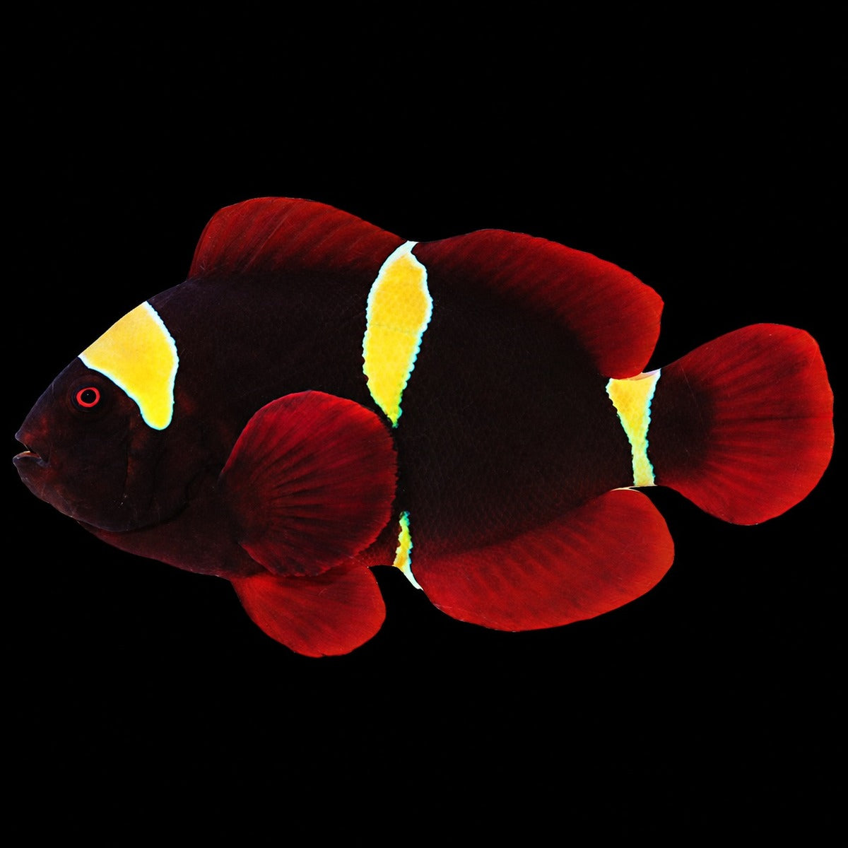 Gold Stripe Maroon Clownfish (Premnas biaculeatus) in the store's tank