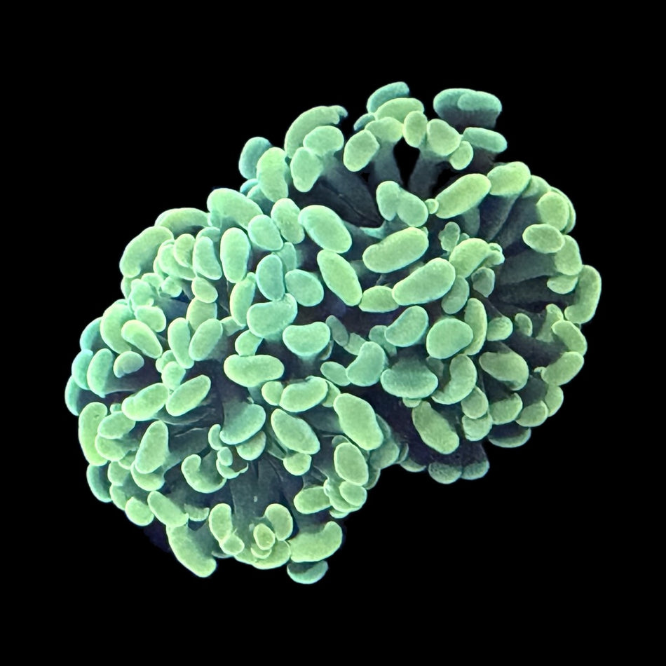 Golden Hammer Coral – Neon Yellow-Green Rounded Tentacles on black background