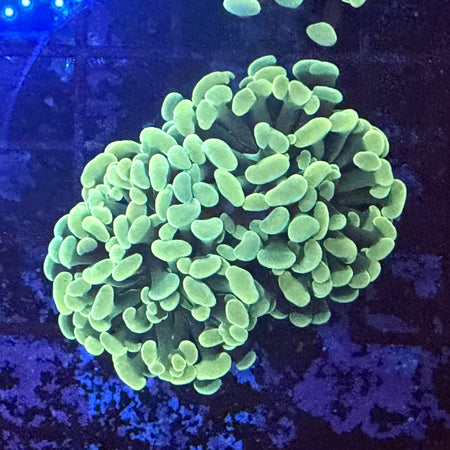 Golden Hammer Coral – Neon Yellow-Green Rounded Tentacles in the store's tank