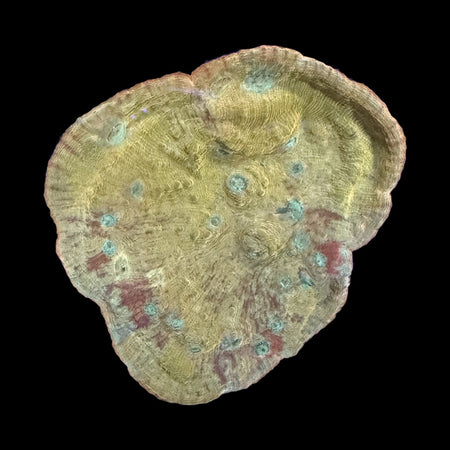 Chalice Coral – Yellow-Gold with Teal Corallite Spots & Red Accents on black background