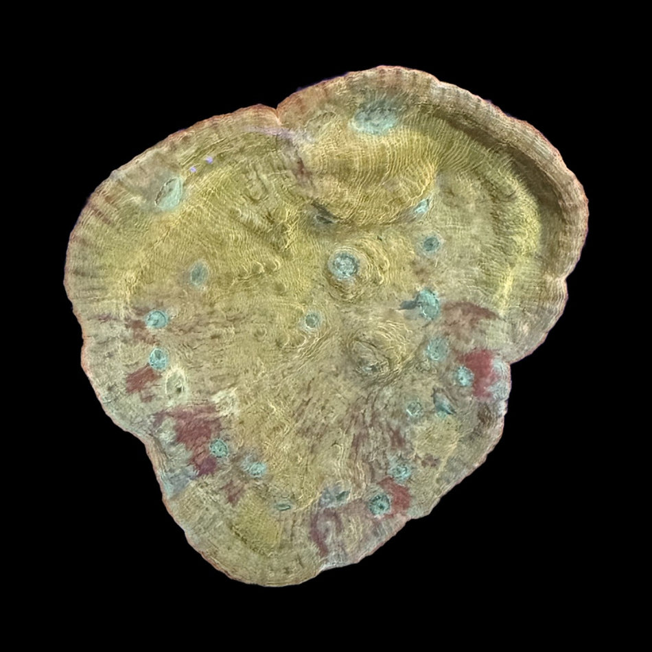 Chalice Coral – Yellow-Gold with Teal Corallite Spots & Red Accents on black background