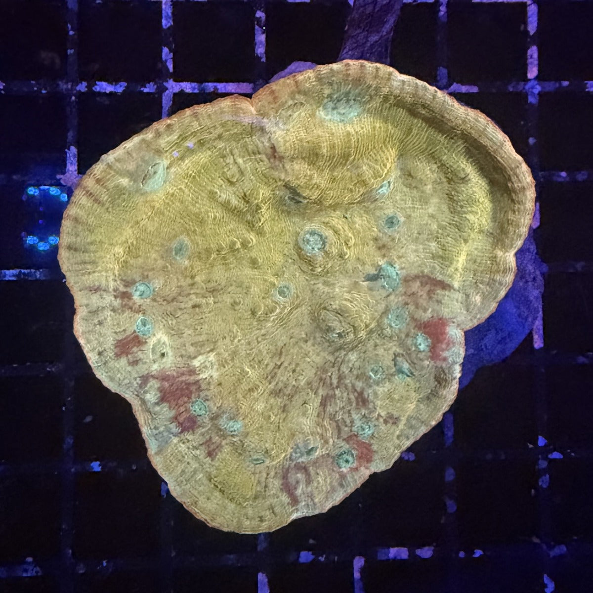 Chalice Coral – Yellow-Gold with Teal Corallite Spots & Red Accents in the store's tank