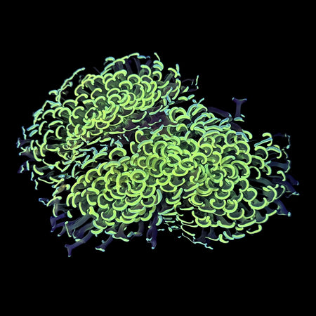 Hammer Coral – Neon Green Anchor Tips on Multi-Head Colony on black background