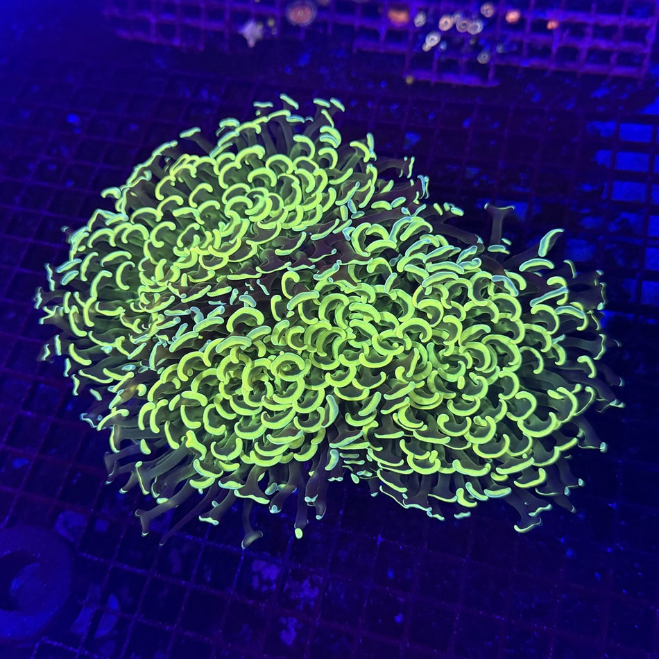 Hammer Coral – Neon Green Anchor Tips on Multi-Head Colony in the store's tank
