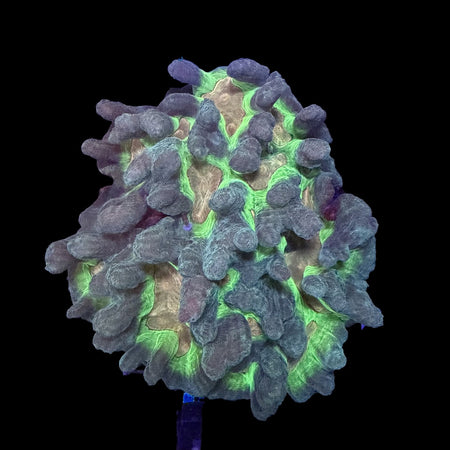 Pectinia Coral – Neon Green Valleys with Gray-Teal Ridges on black background