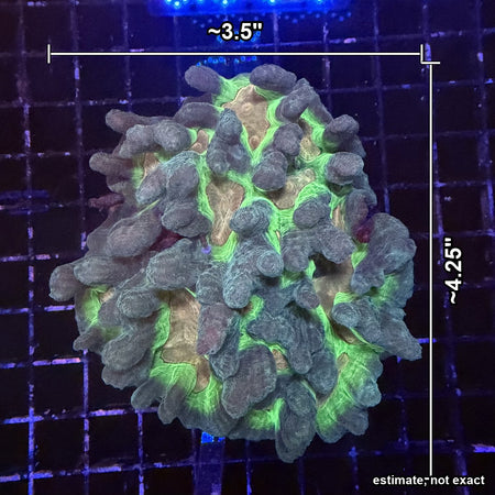 Pectinia Coral – Neon Green Valleys with Gray-Teal Ridges with estimated size
