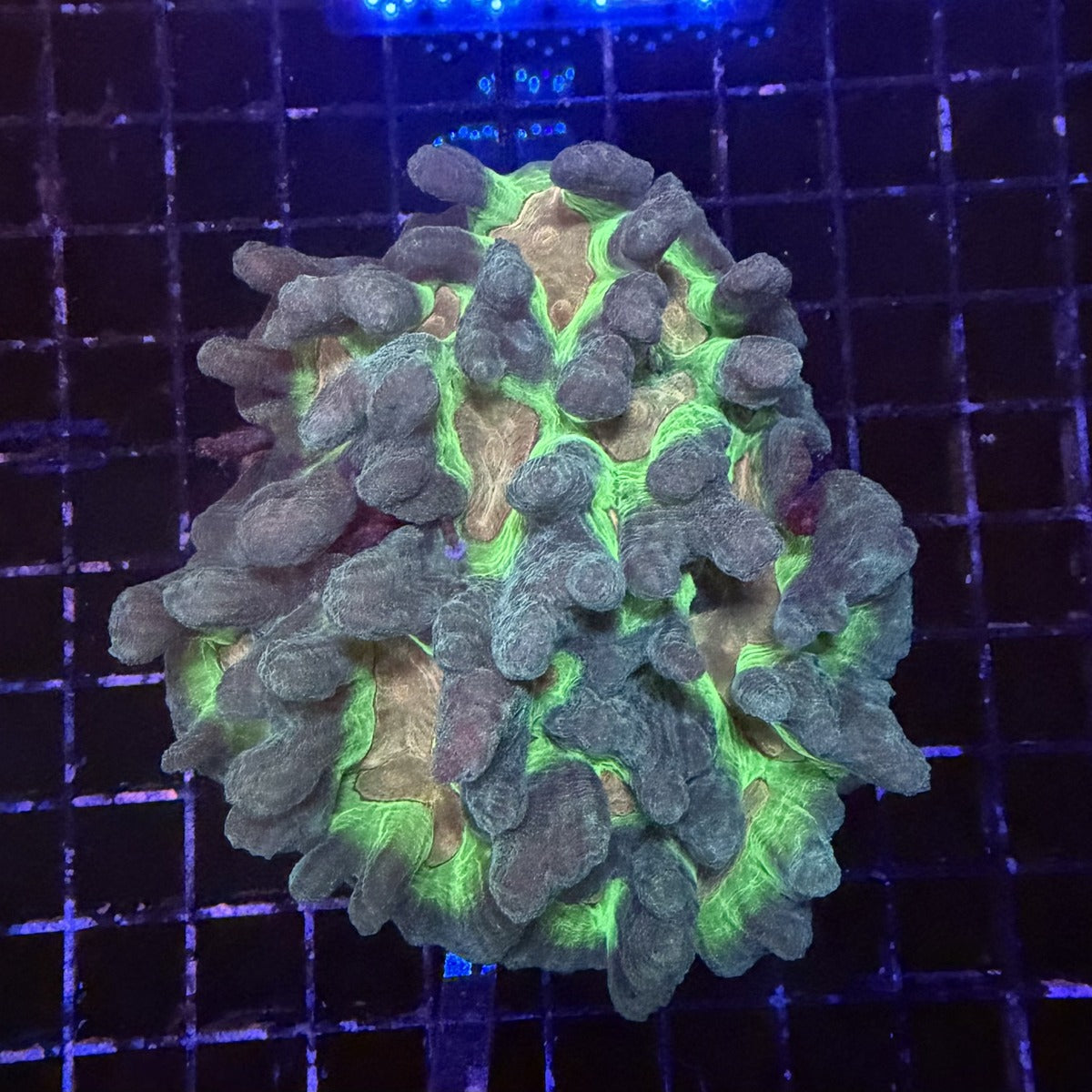 Pectinia Coral – Neon Green Valleys with Gray-Teal Ridges in the store's tank