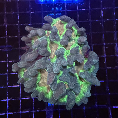 Pectinia Coral – Neon Green Valleys with Gray-Teal Ridges in the store's tank