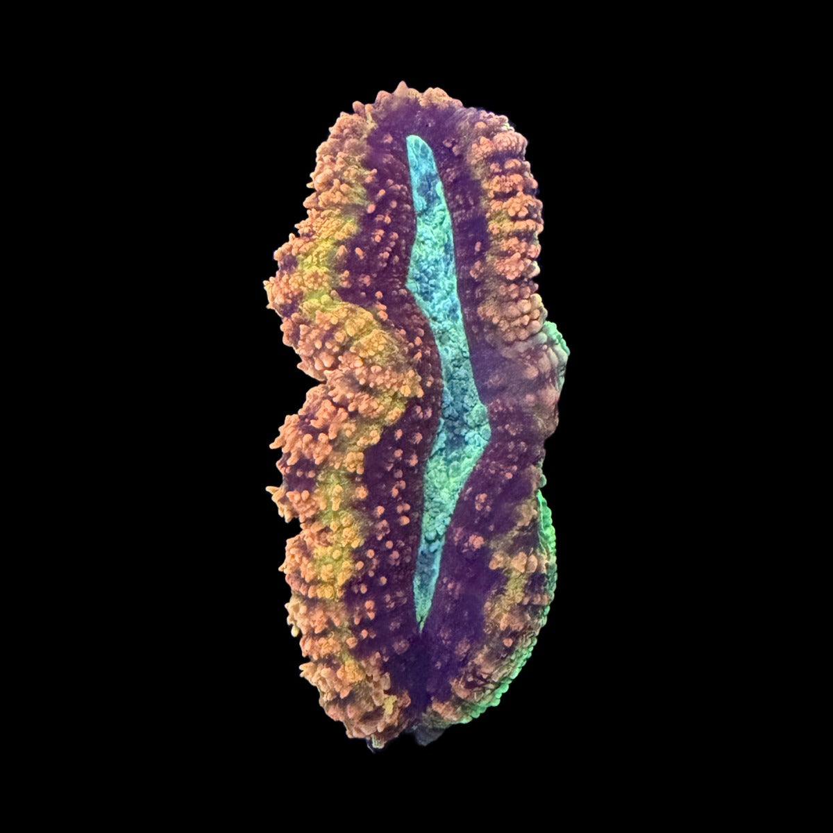 Rainbow Lobophyllia – Orange, Yellow & Teal Center with Maroon Rings on black background