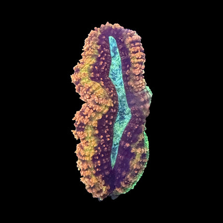 Rainbow Lobophyllia – Orange, Yellow & Teal Center with Maroon Rings on black background